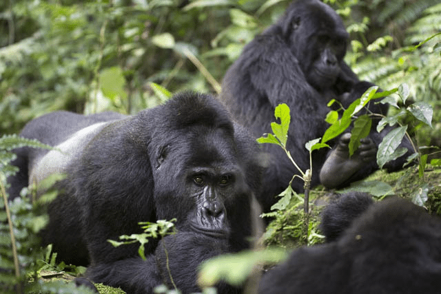 wild free roaming mountain gorillas in bwindi impenetrable national park, uganda