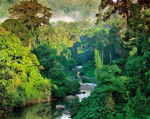 Sinharaja Forest Reserve tour