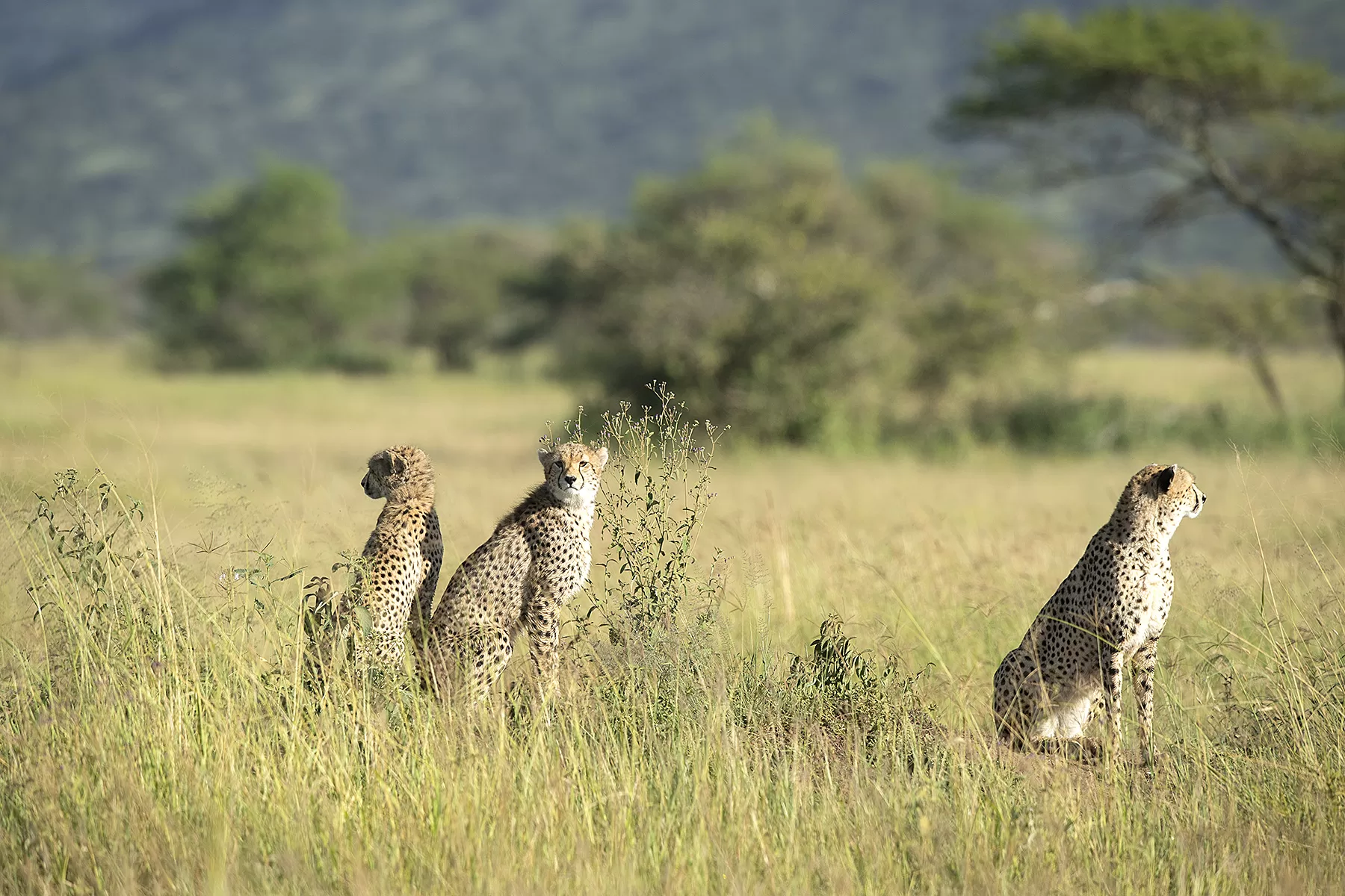 Tanzania Luxury Safari Tours