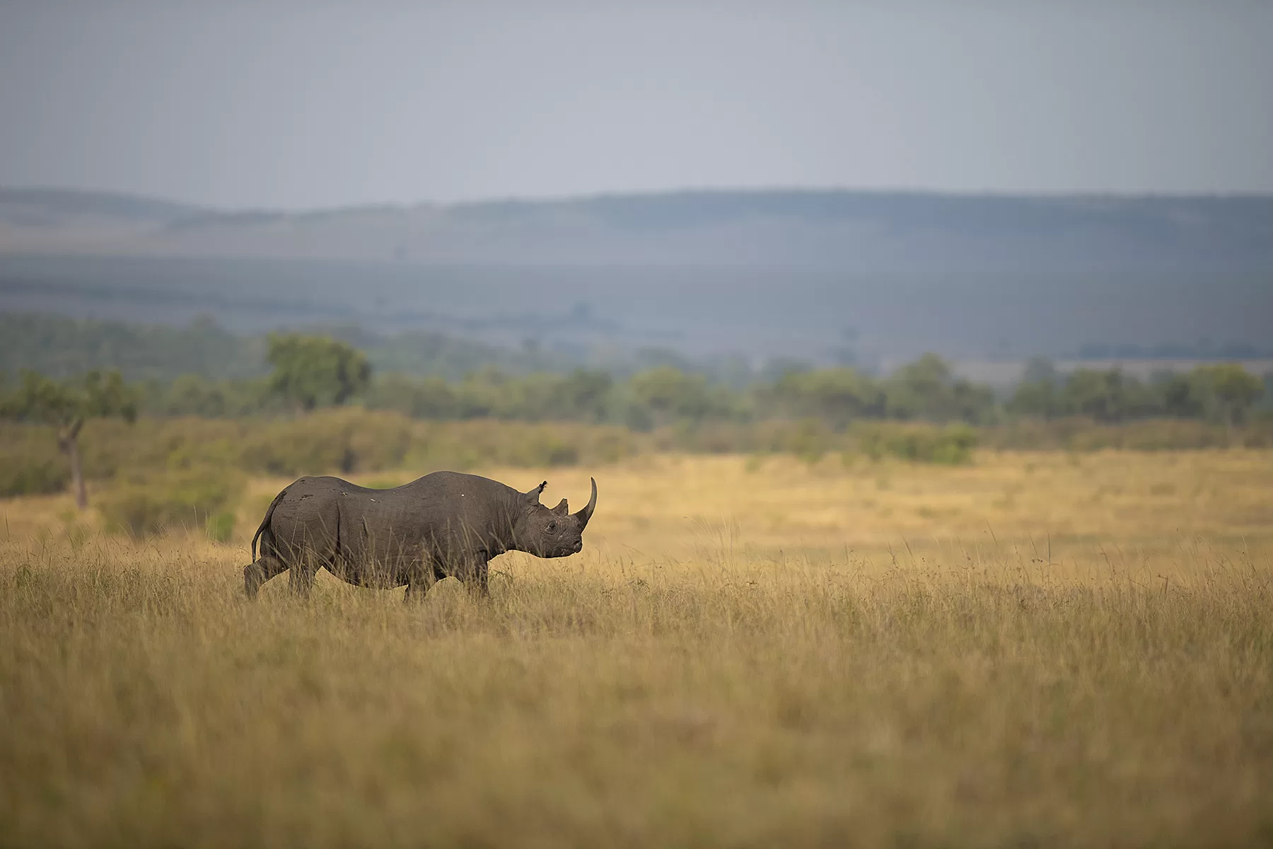 Rhino in Nairobi National Park