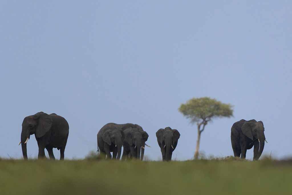 Elephants in Shaba National Reserve
