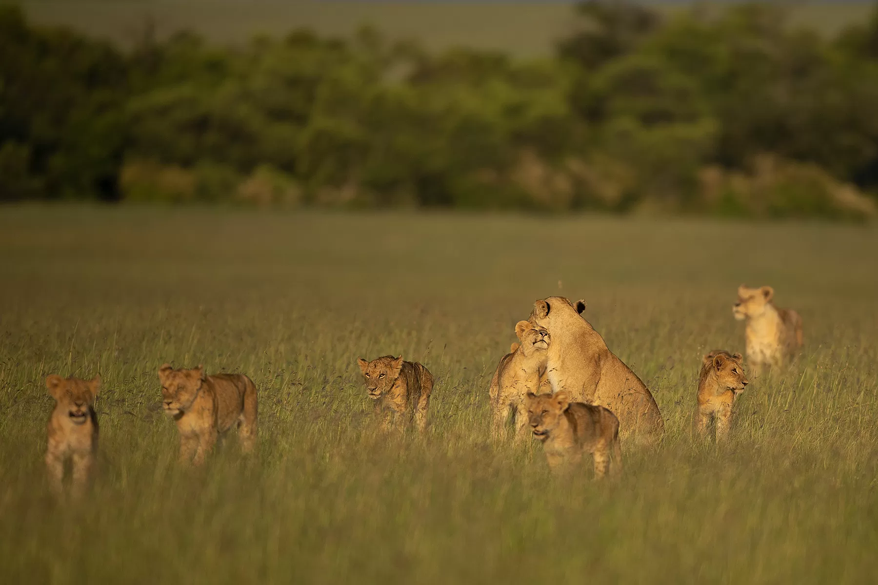 Lion's pride family time