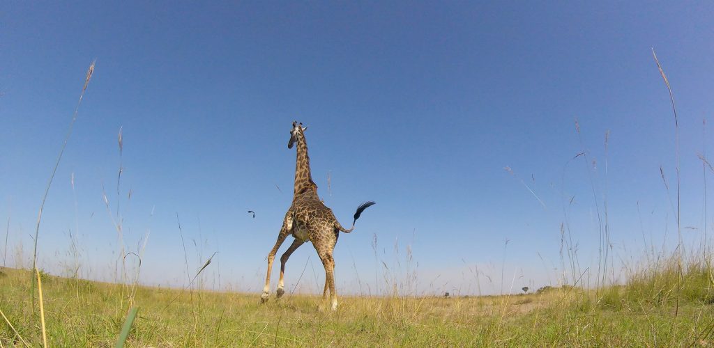 Giraffe in Meru National Park