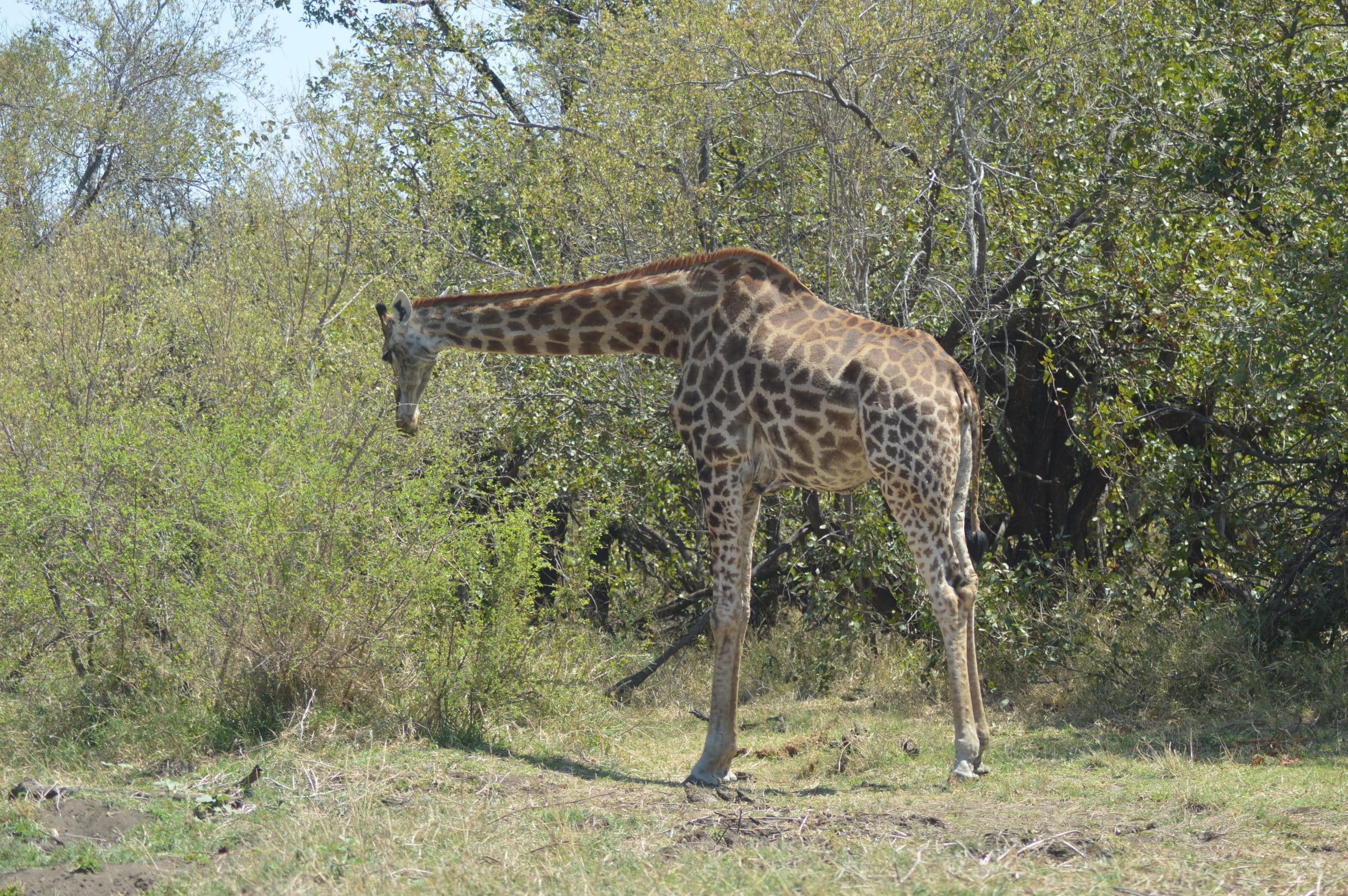 Wildlife, top places in Mozambique