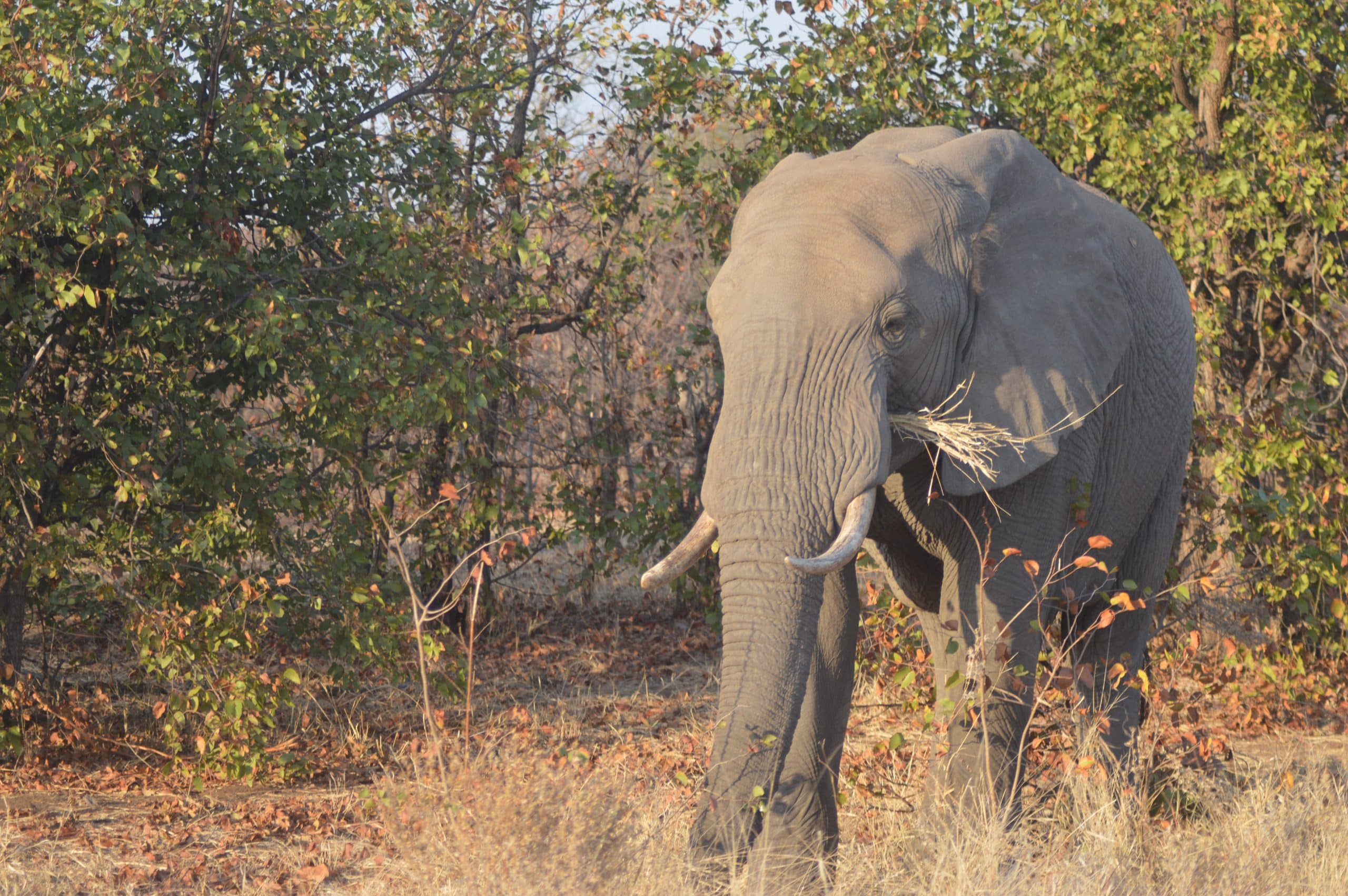 Limpopo National Park, top places in Mozambique