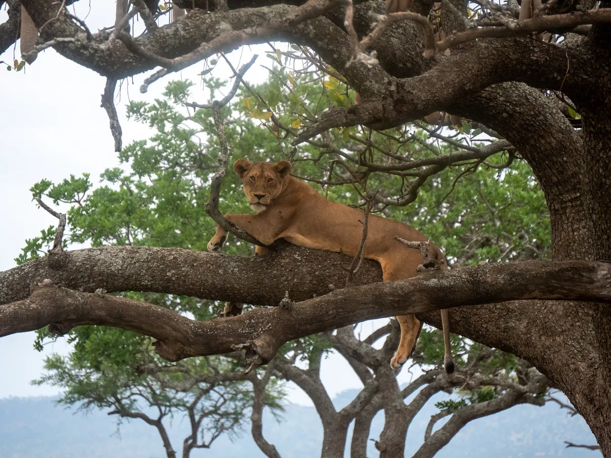 Where to See Tree-Climbing Lions in Africa