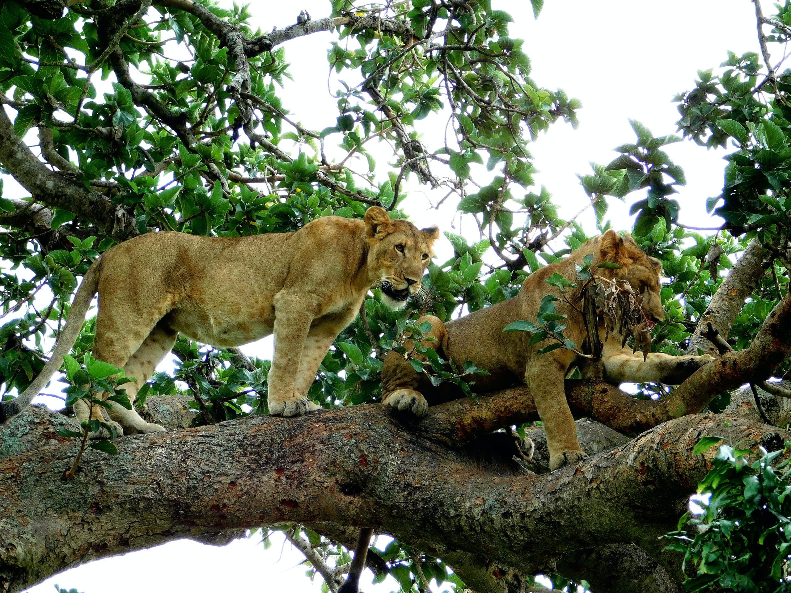 Queen Elizabeth National Park, tree climbing lions