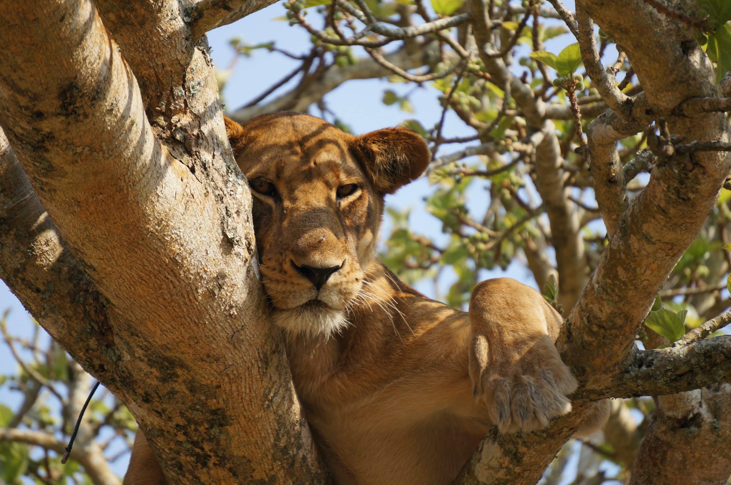 Serengeti National Park, tree climbing lions 