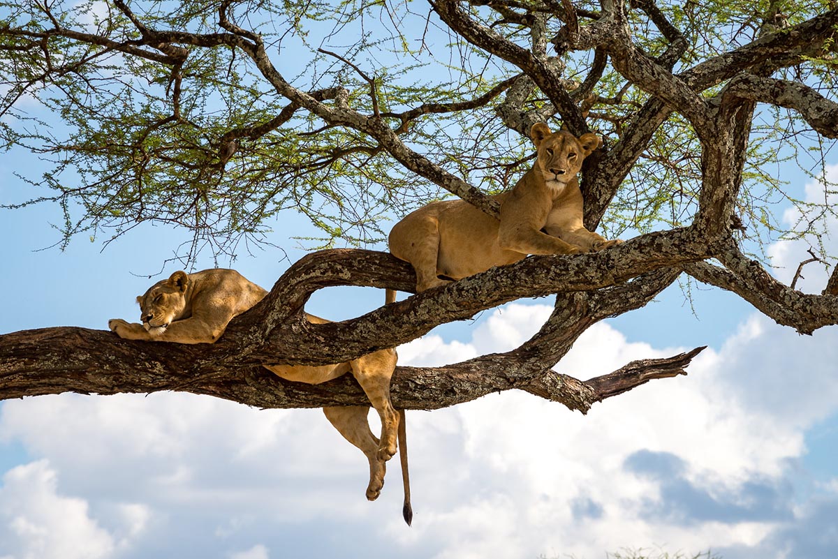 Lake Manyara National Park, tree-climbing lions