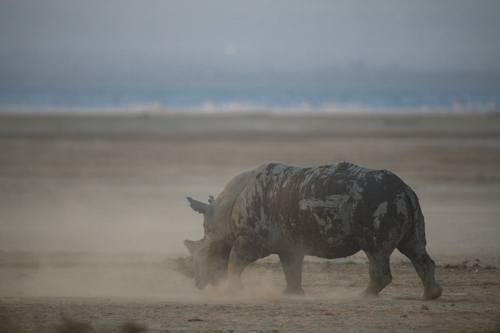 Explore the mesmerizing landscapes of Lake Nakuru as a rhino moves gracefully, a perfect snapshot of the enchanting experiences encountered during African safari.