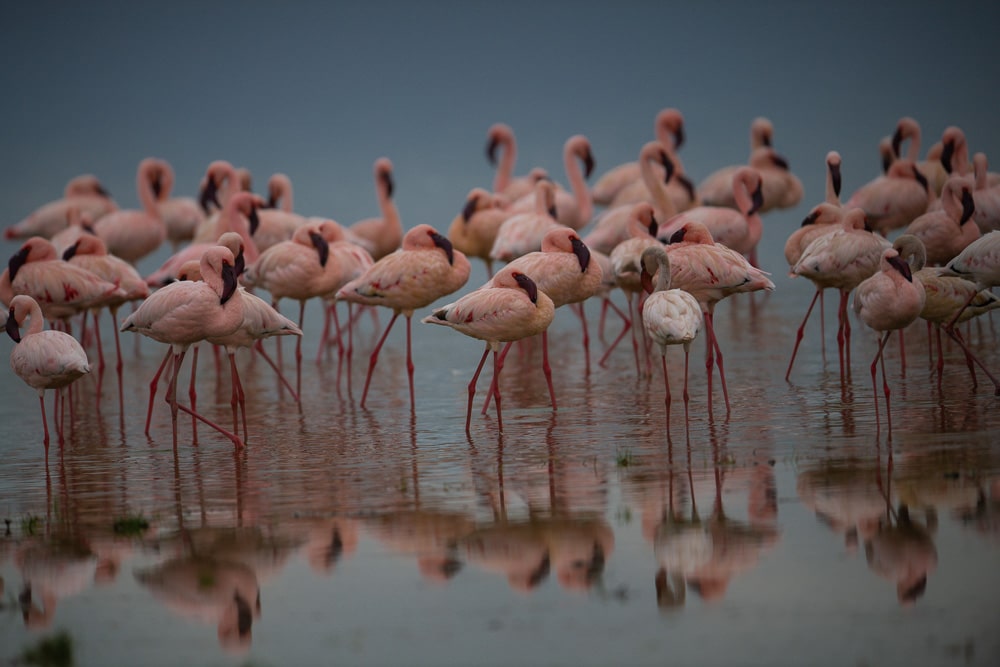 Amboseli's flamingos gracefully adorn the serene waters, providing a picturesque moment for travelers looking to enhance their safari adventure with valuable tips about exploring Africa.