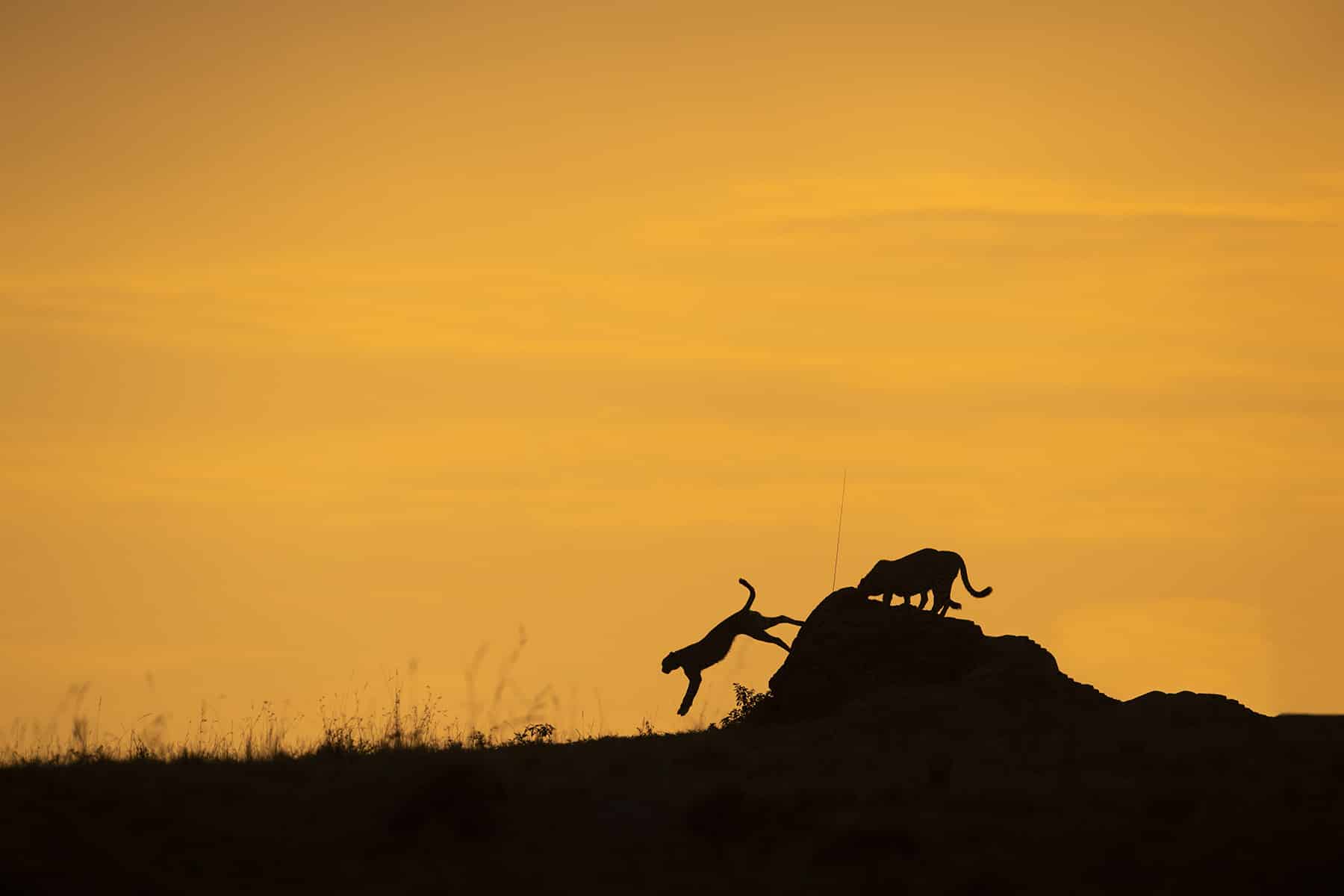 Experience the charm of an African safari and travel through the wilderness that transforms into a golden panorama, revealing the captivating silhouettes of wildlife in their natural habitat.