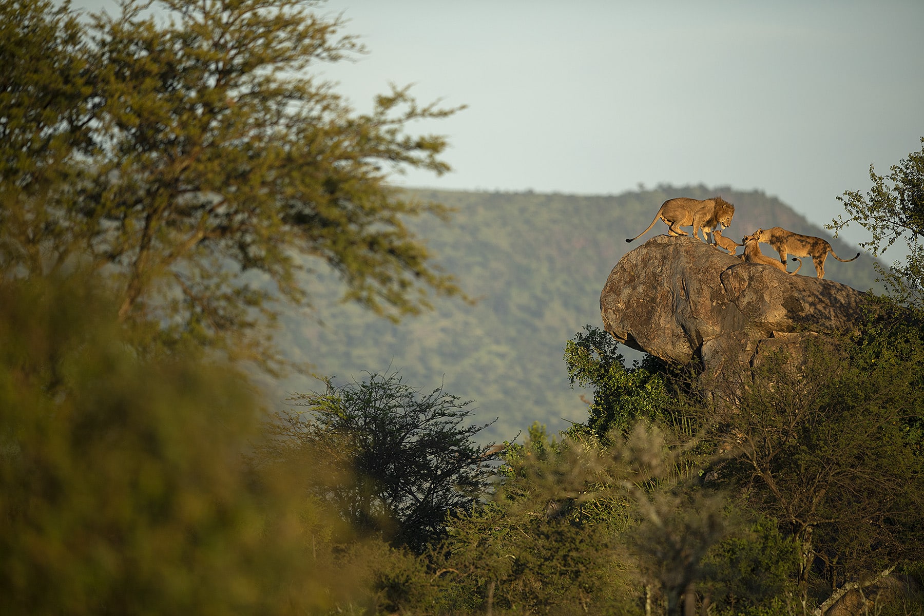 In the soft glow of the golden hour, a lion's pride steals the spotlight. This snapshot encapsulates the allure of Serengeti and book now to witness the wild beauty with our tour packages