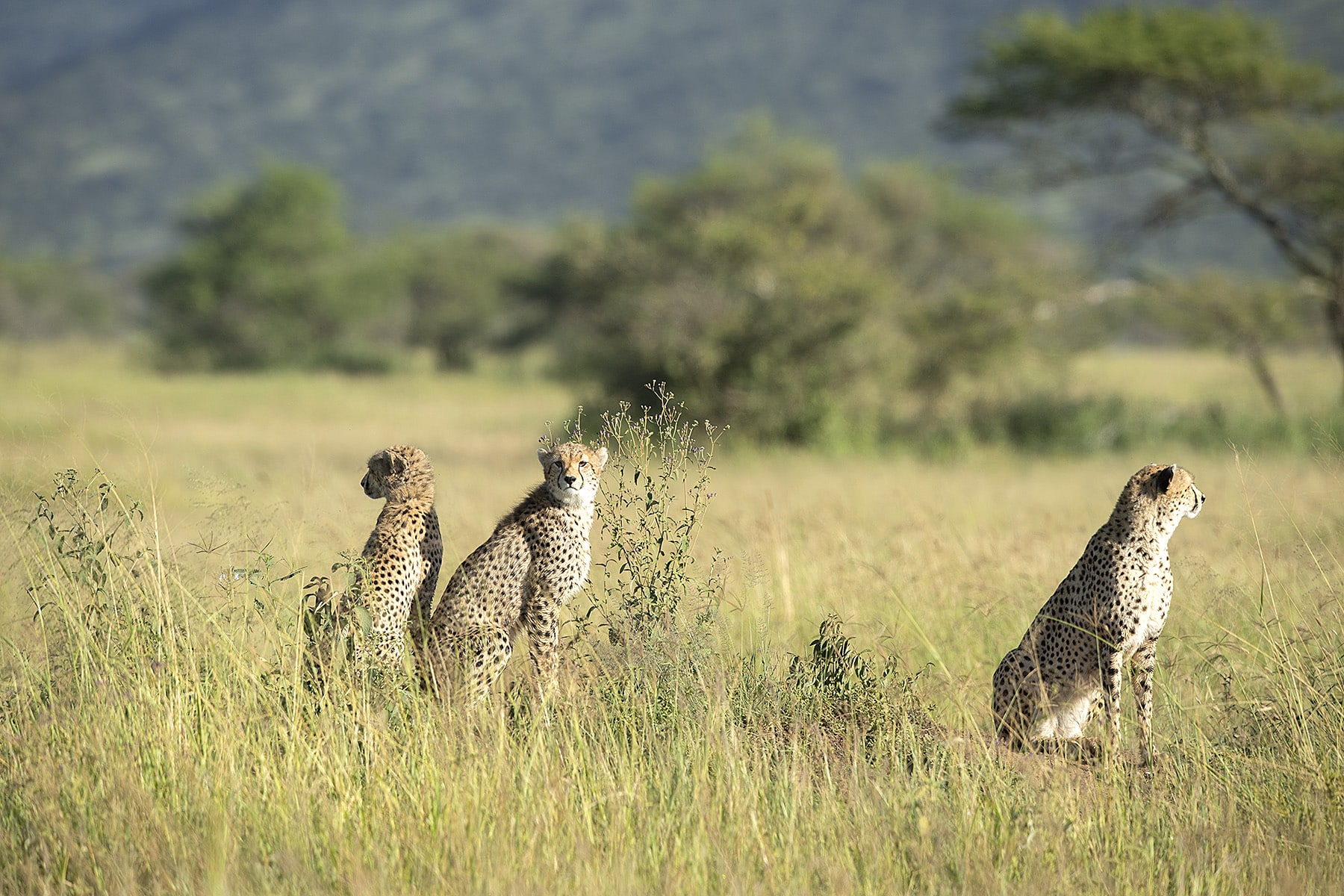 Witness the exhilarating sights of these elusive cheetahs in full stride across the vast plains of Serengeti. These sleek and majestic creatures embody the essence of speed and grace, a highlight of your memorable Serengeti tour package.