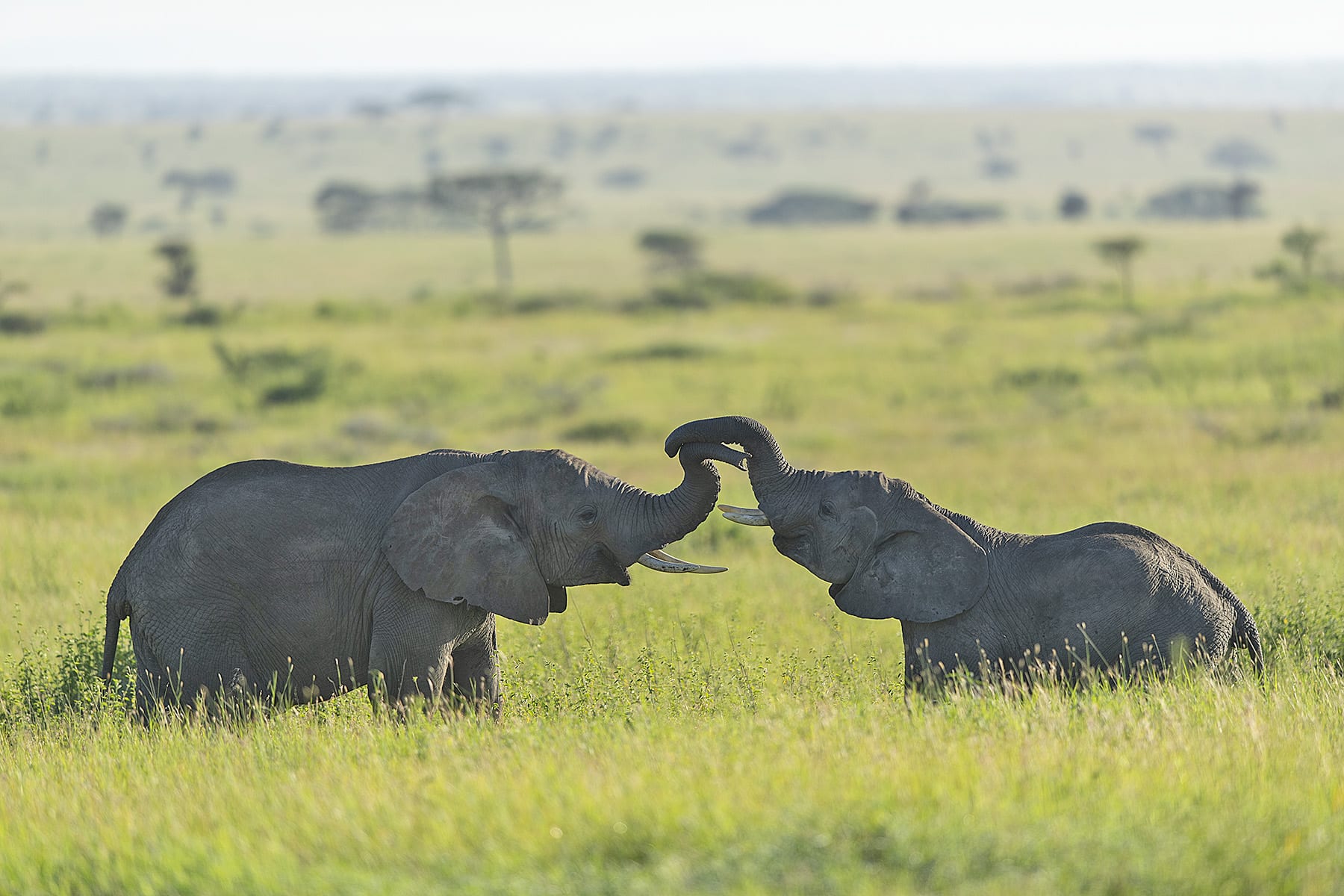 Immerse yourself in the wonders of the Serengeti with our exclusive tour packages, offering front-row seats to the captivating presence of elephants. A symphony of nature awaits as these gentle giants roam beneath the African sky.