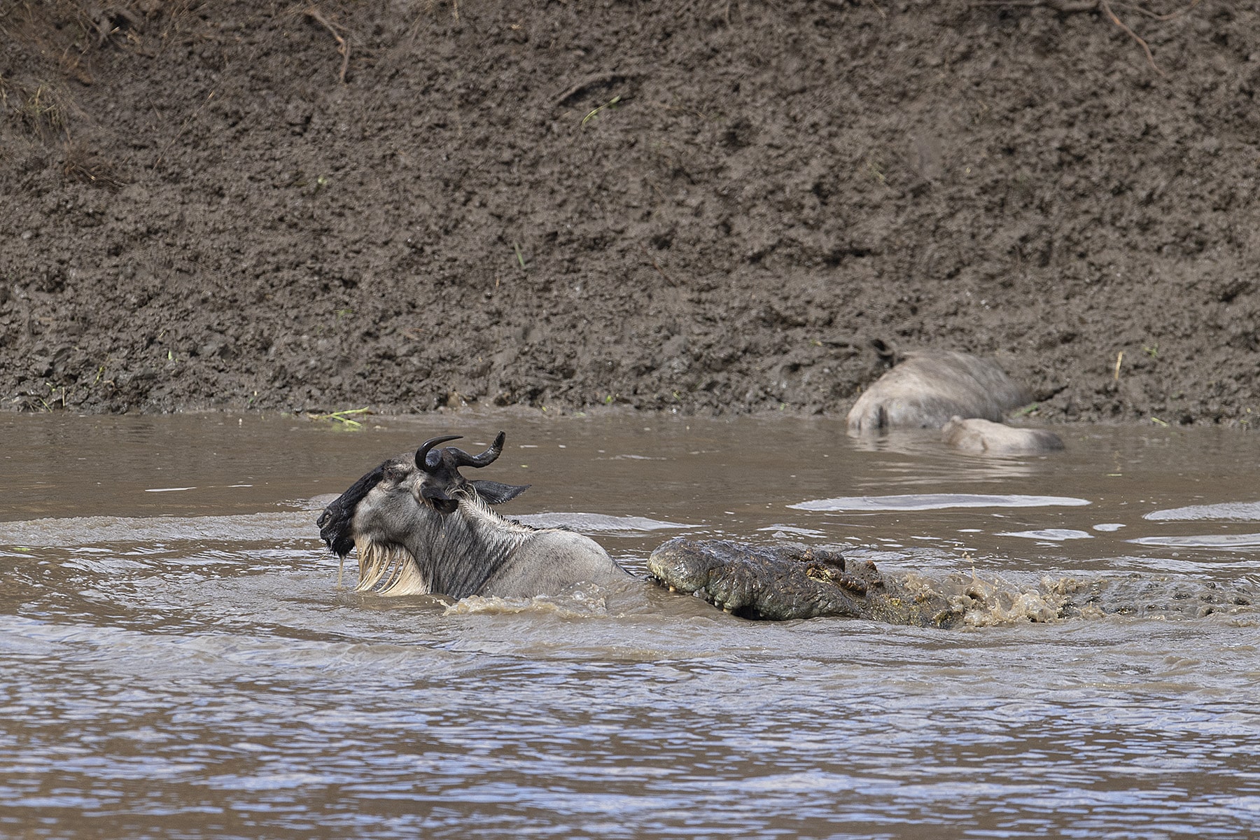 Dramatic encounter as Wildebeest facing a crocodile during the Great Migration