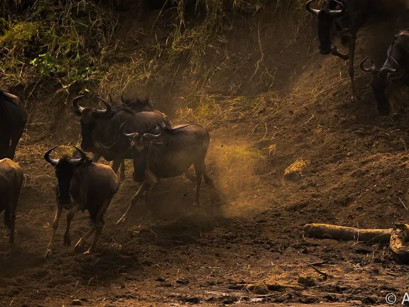 Where to see the Great Migration