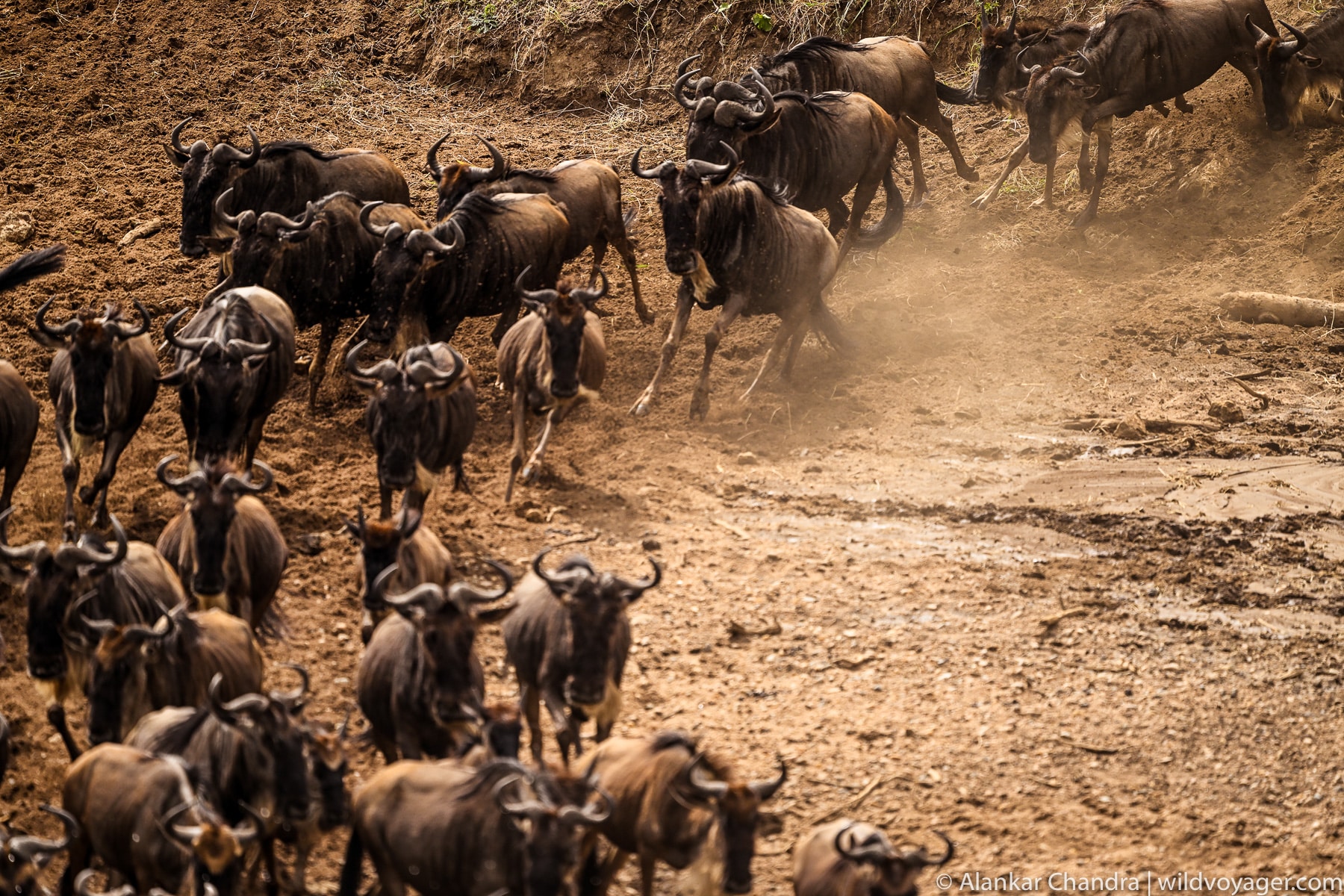 Wildebeest on the move – a stunning snapshot of the iconic Great Migration spectacle