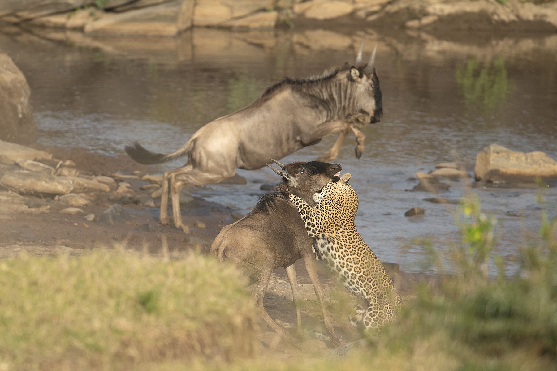 Leopard attack on wildebeest during migration 