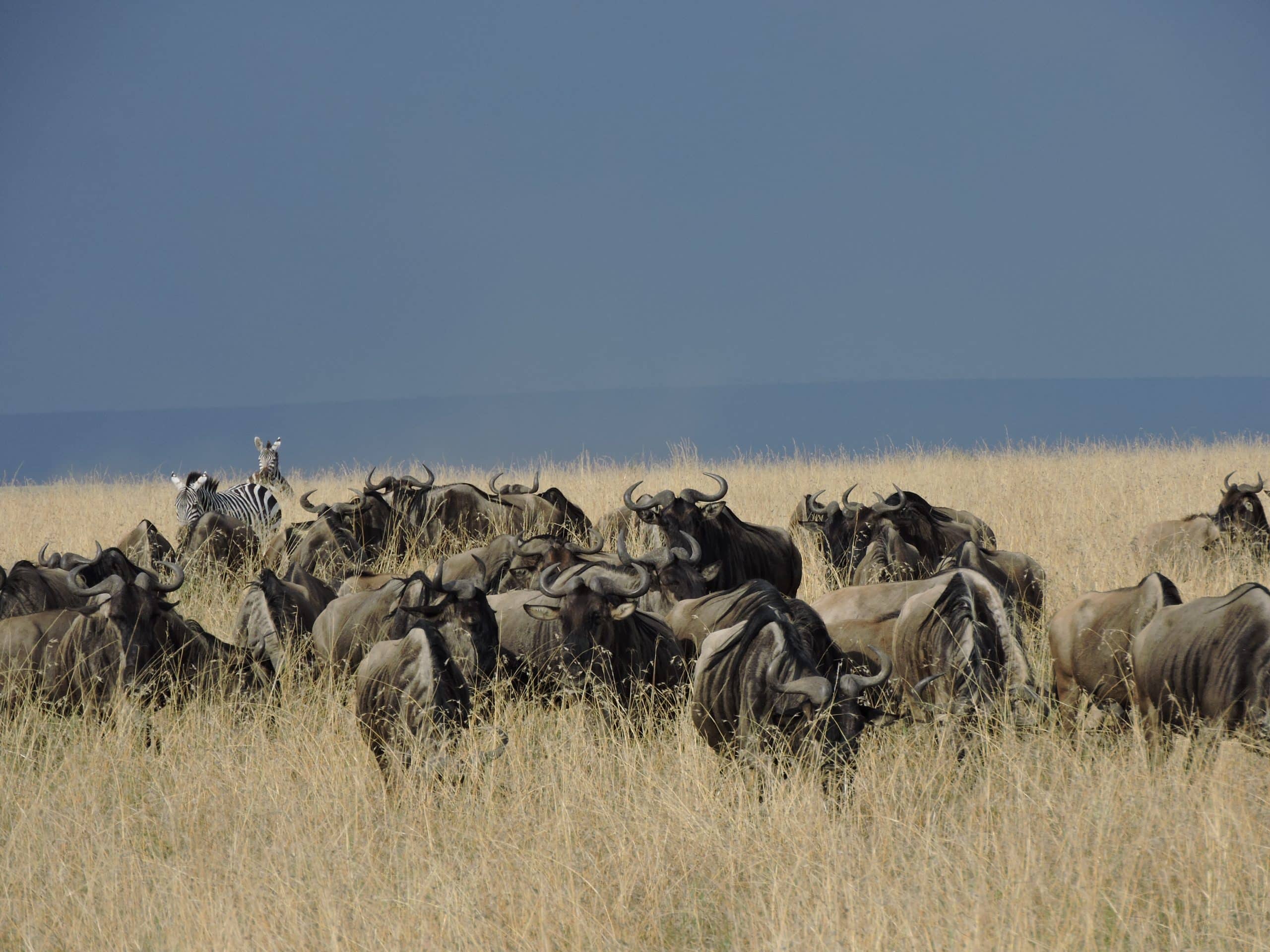 Wildebeests herd during mgration period 