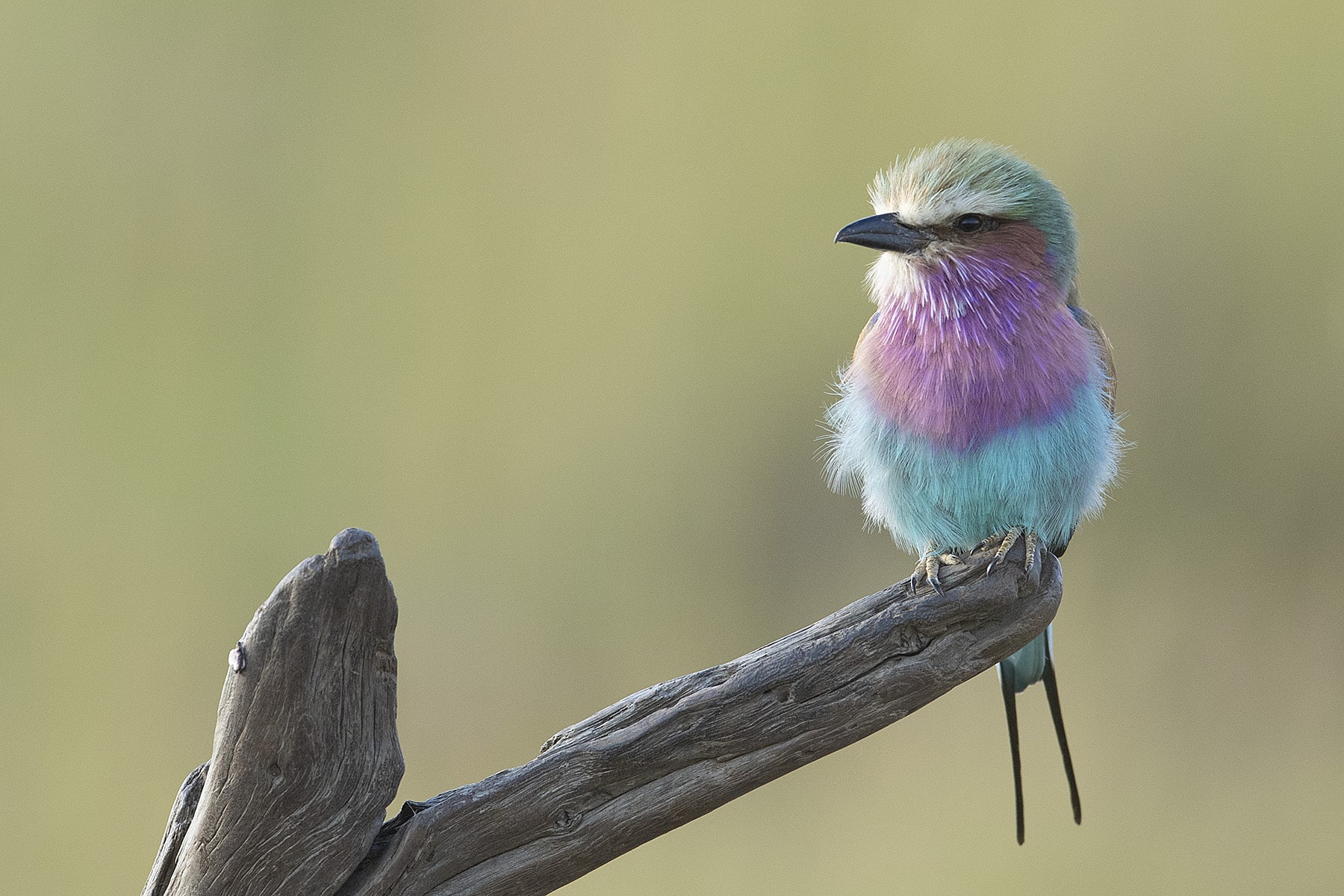 A beautiful Lilac-Breasted Roller 