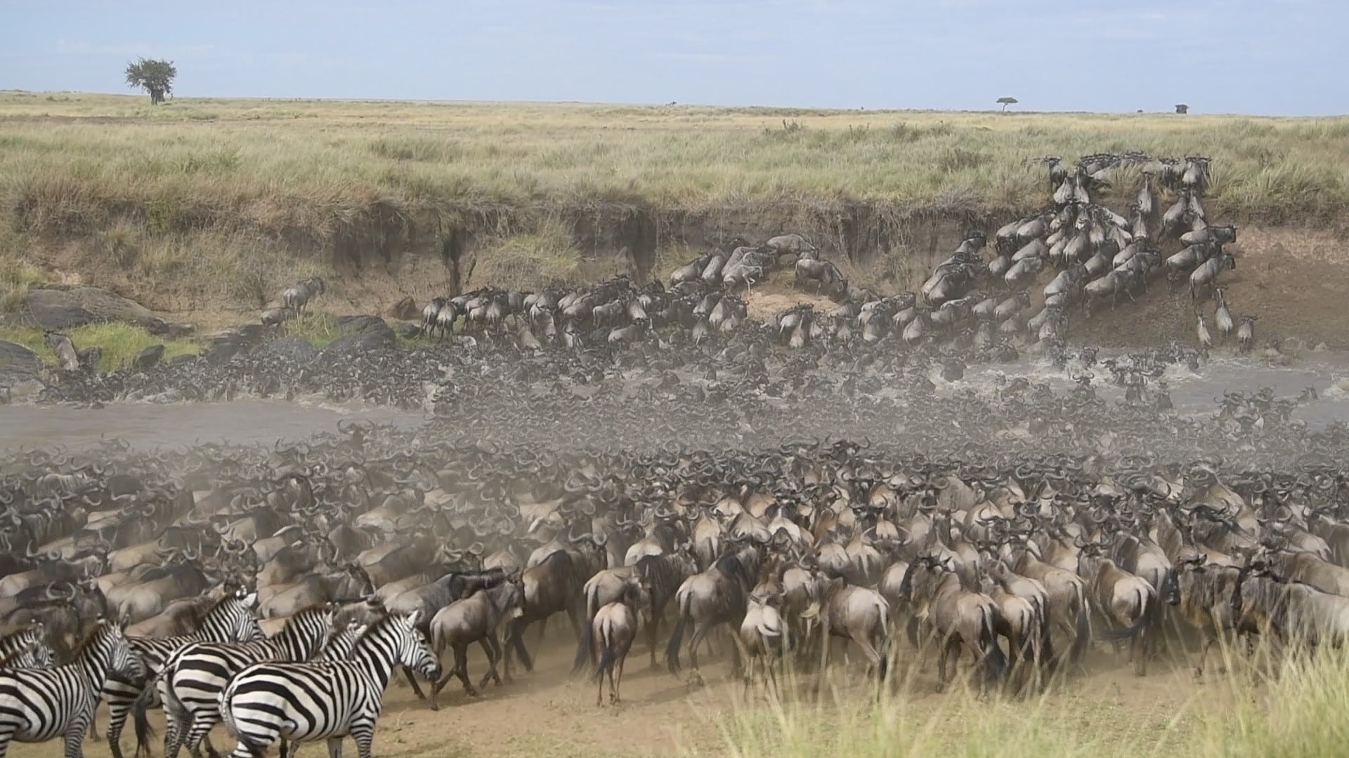 Majestic river crossing during the Great Migration in Kenya and Tanzania