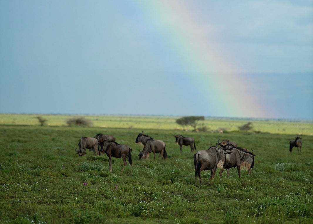 Beautiful rainbow during wildebeests migration period