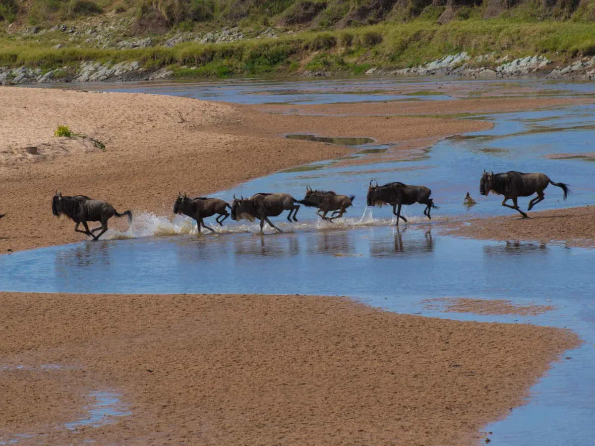 Where to see the Great Migration