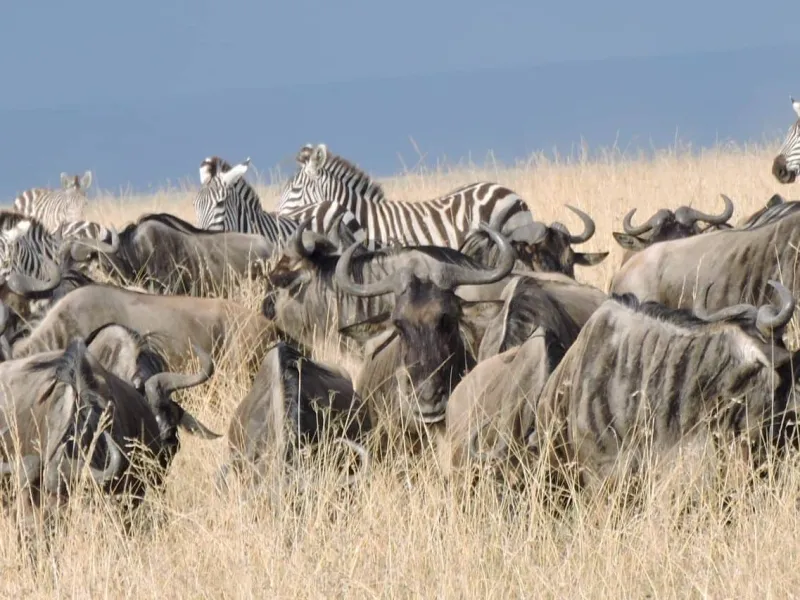 Best Time to Witness the Great Migration in Kenya