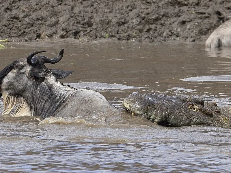 Wildlife Experiences Await on Kenya’s Migration Safaris