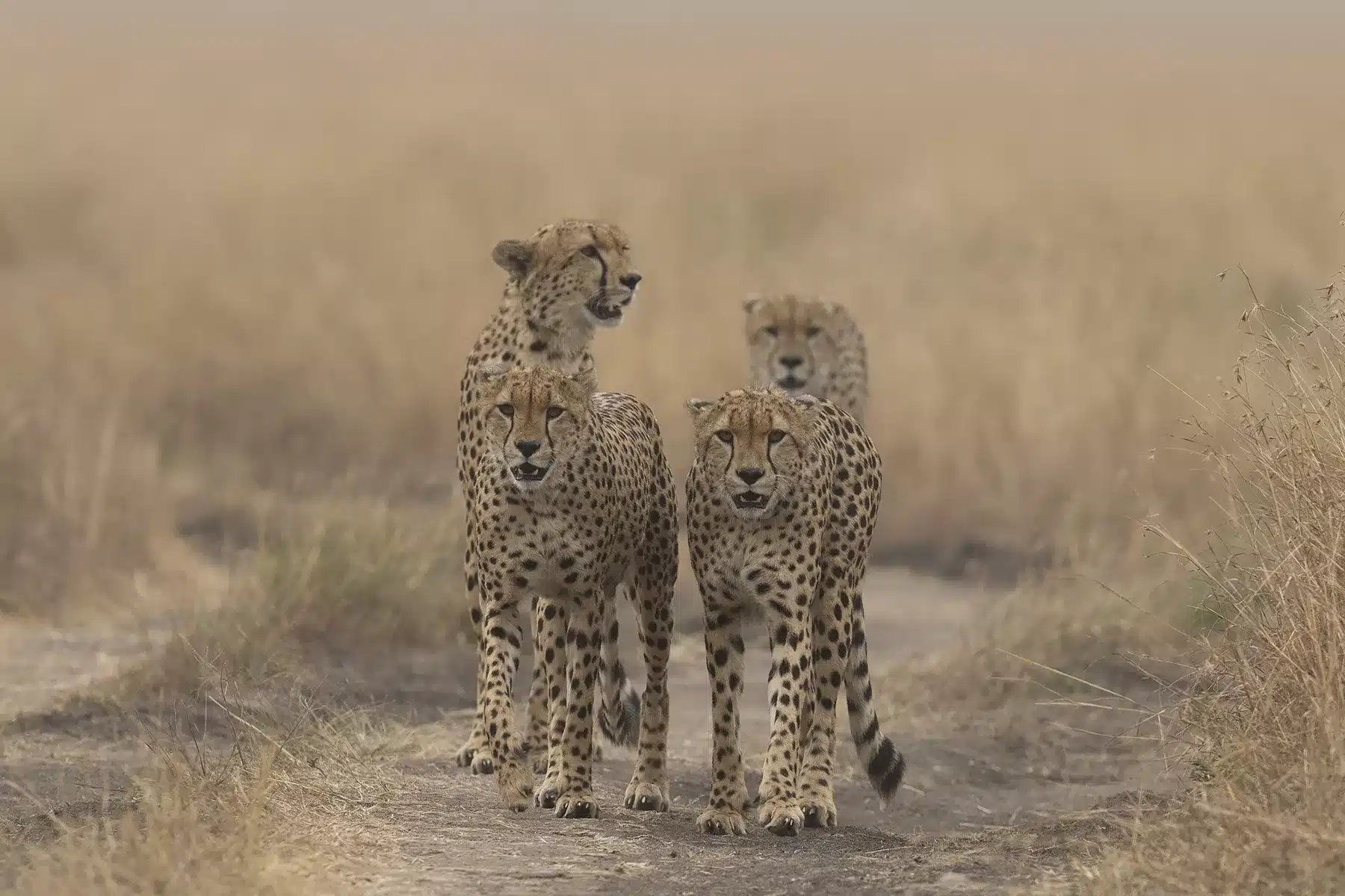 Undoubtedly, cheetahs claim the title of the fastest runners on land, their breathtaking sprints leaving no question as to their unparalleled agility and pace.