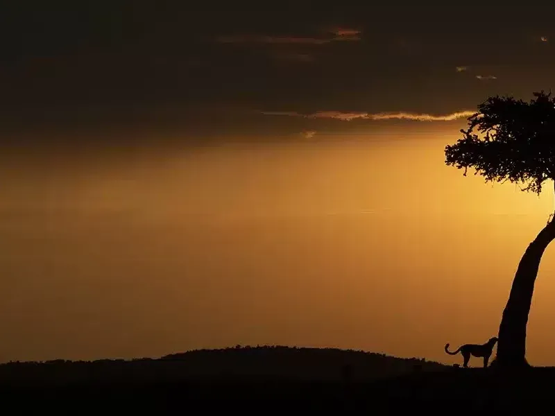 Discovering the Night Wildlife of Masai Mara