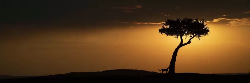 night wildlife in masai mara