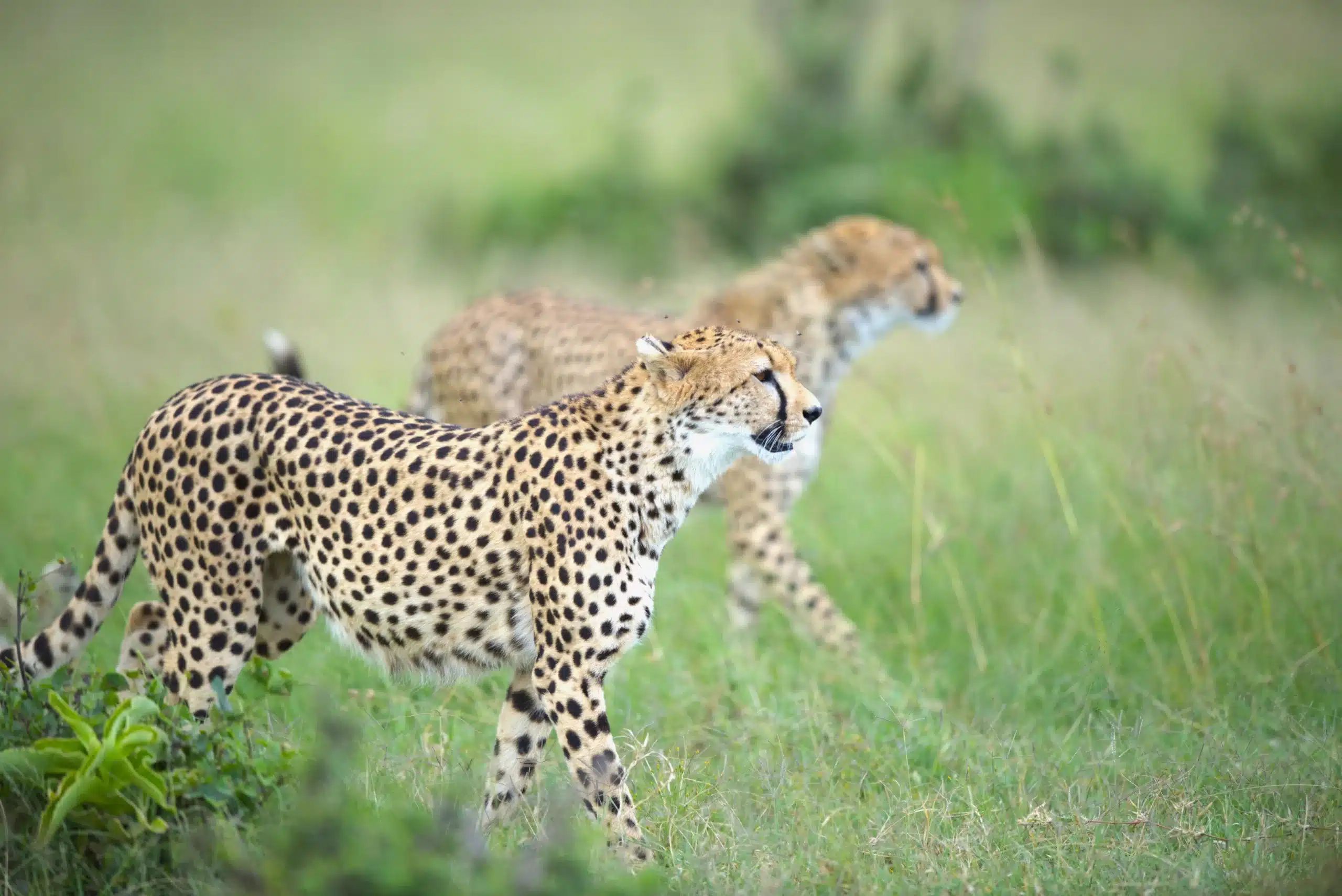 A mesmerizing sight unfolds as a cheetah, captured in a moment of unwavering focus, prowls through the savannah. 