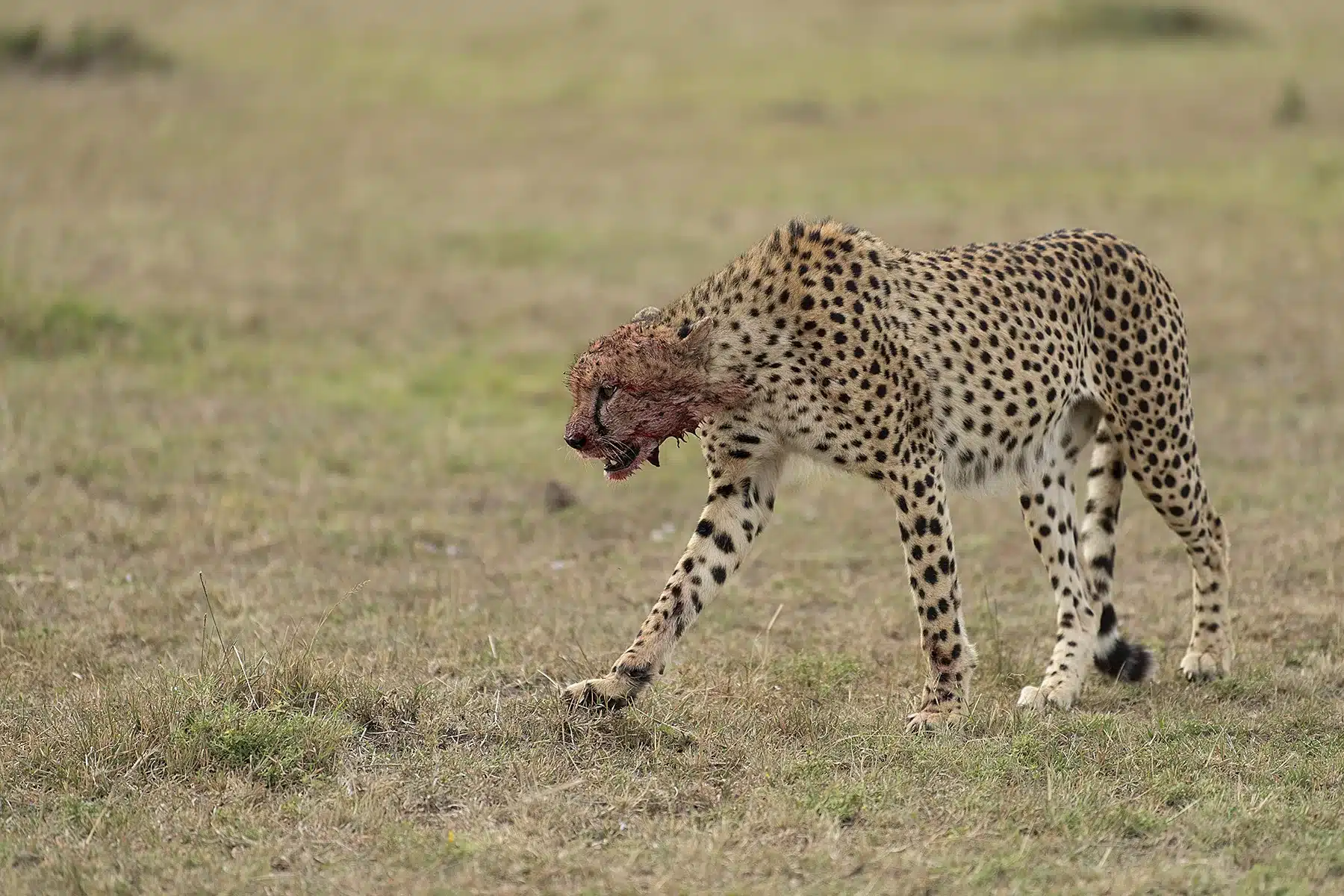  the aftermath of a successful hunt, mouth stained with the rich red hue of fresh blood, a poignant reminder of the swift and decisive actions that define these magnificent predators