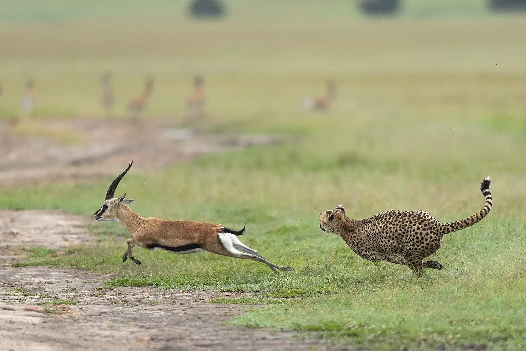 Amidst the excitement of the hunt, cheetahs sprint across the plains, their agility and speed on full display for all to see