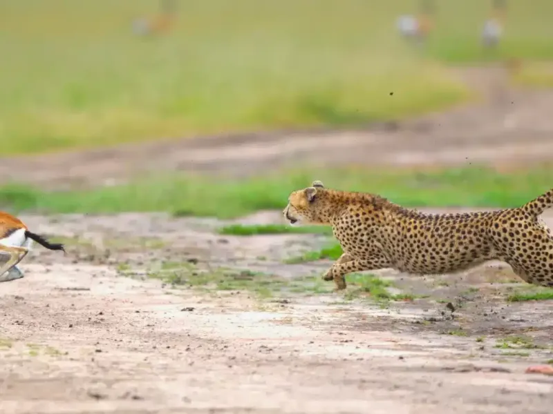 How Do Cheetahs Run so Fast