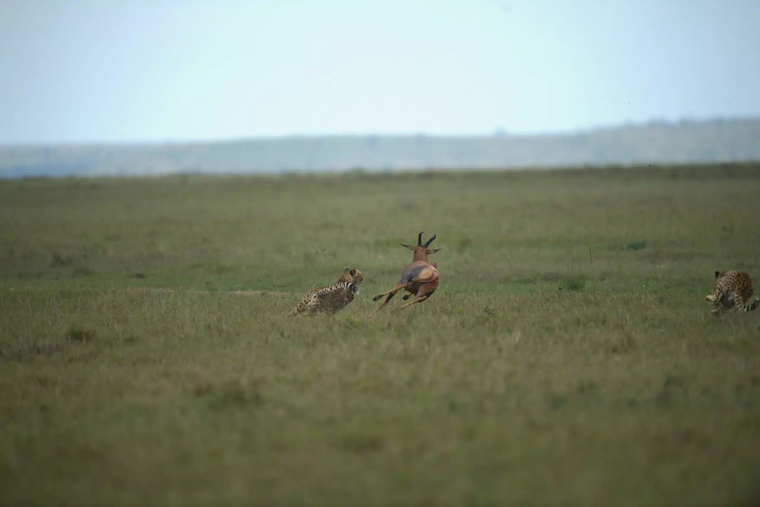 A mid-sprint cheetah blazes across the savannah.