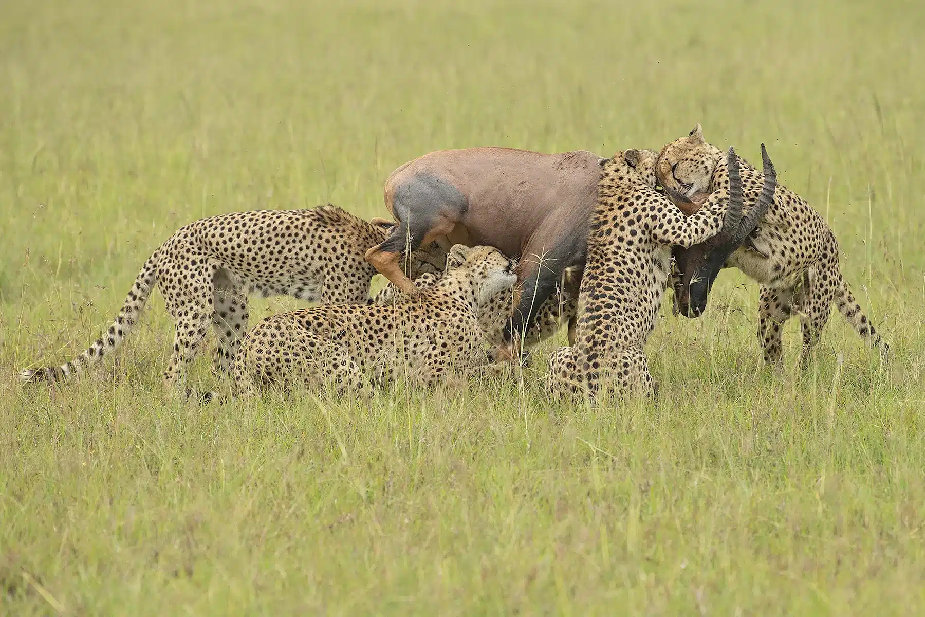 With lightning speed, a group of cheetahs closes in on their prey.