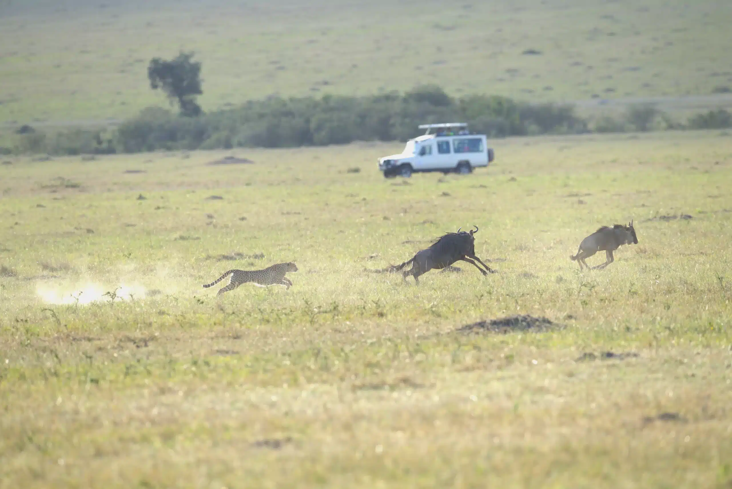 In a blur of motion, a cheetah runs after it's target. The lightning-fast pace is a testament to the cheetah's natural ability to run so quickly.