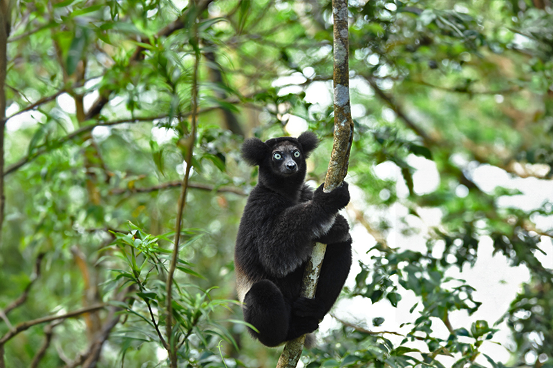 A male Indri Indri sitting on a tree