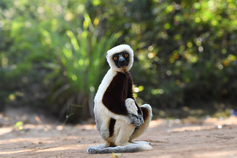 Dancing Sifaka