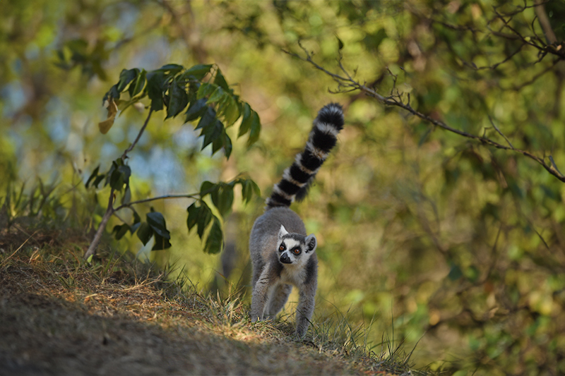 Ring-tailed lemurs