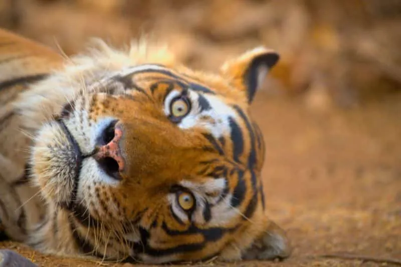 Zones of Ranthambhore