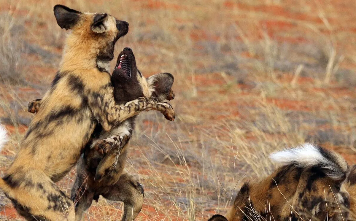 Where To See Wild Dogs In Masai Mara