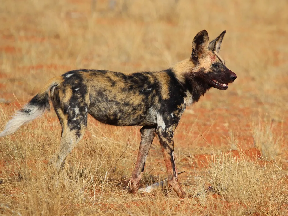 Wild-dog tracking