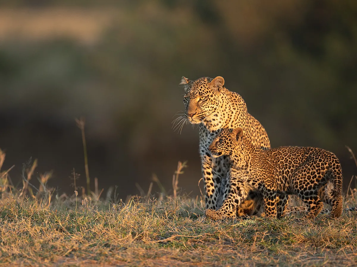 Ultimate Guide to Planning Your First Kenya Safari