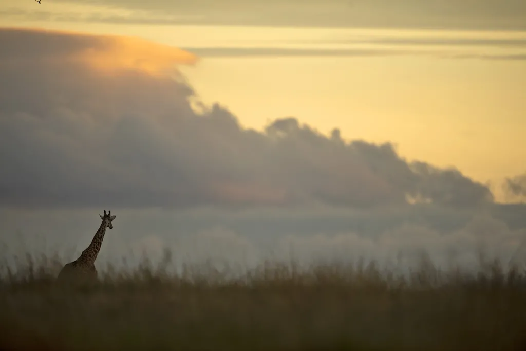 Great Migration Safari