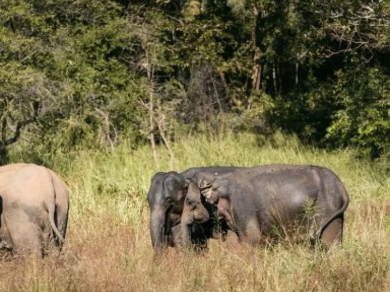 Masai Mara Safari vs Serengeti Safari: What’s the Difference?