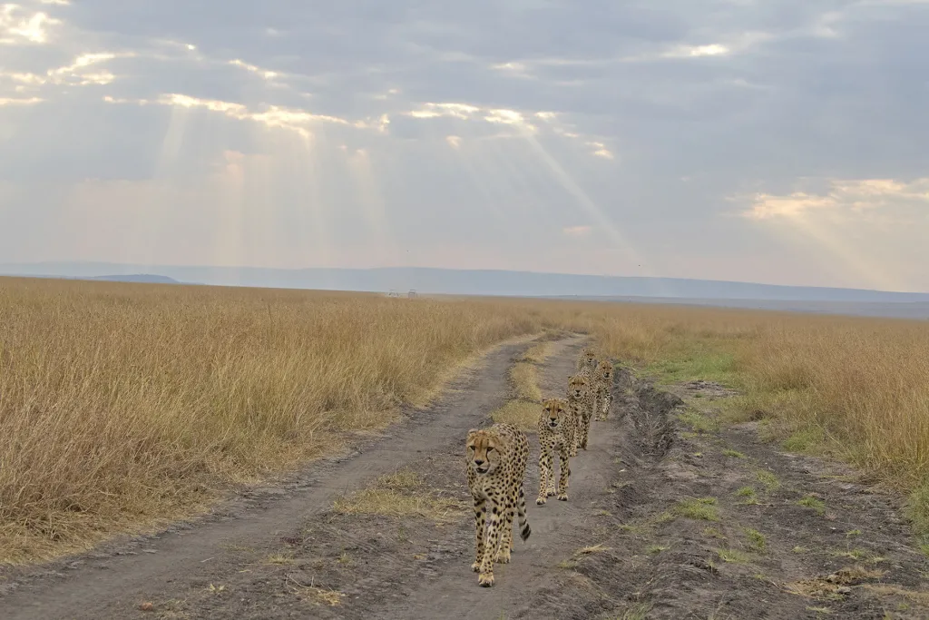 Extended Rift Valley Mara